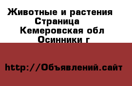  Животные и растения - Страница 3 . Кемеровская обл.,Осинники г.